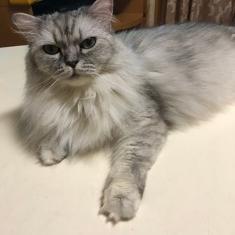 かみつきプリン