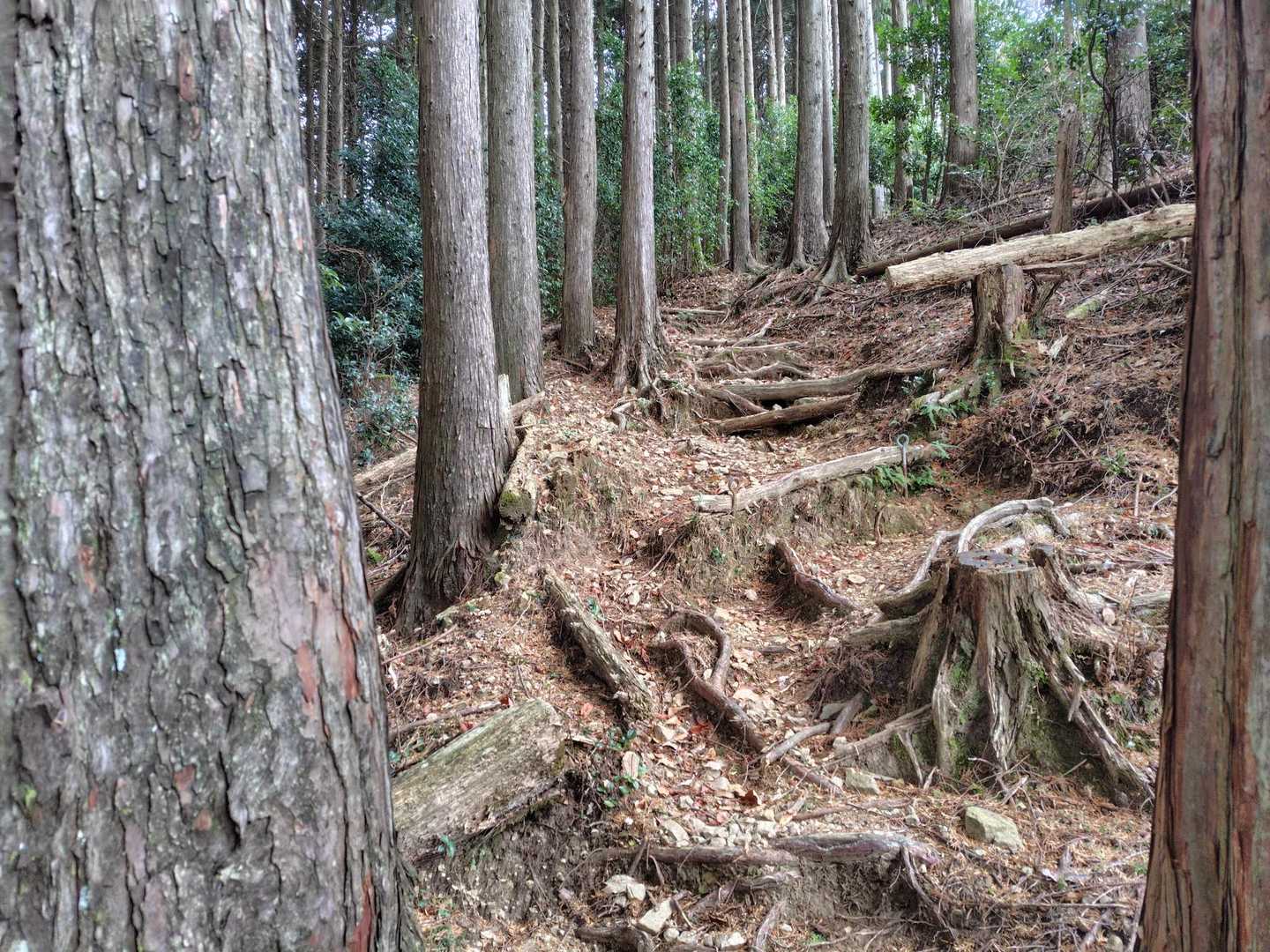 ここから１時間急登がきつい😭