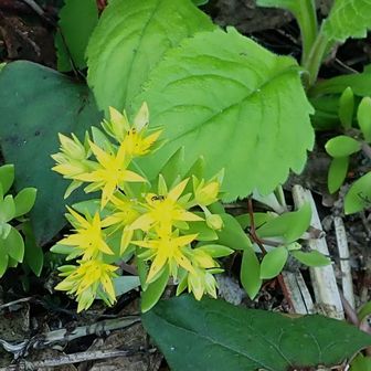 ツルマンネングサ💕
身近な草花も山野で出合うと新鮮です😊