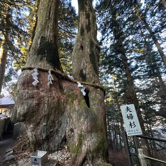 とにかく大きな杉ですよ、写真ではなかなか伝わらないね