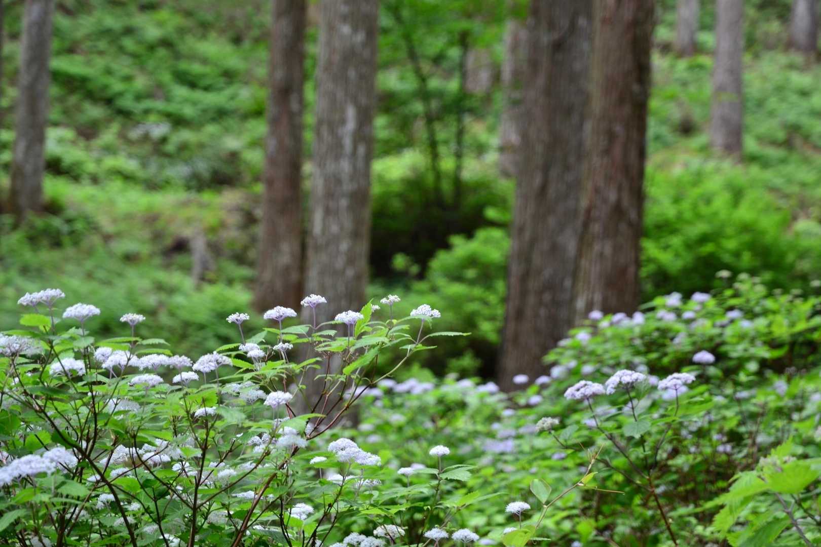 一面コアジサイ