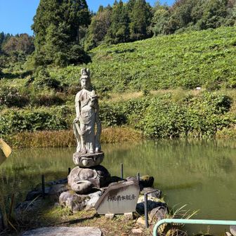池には錦鯉が沢山いました