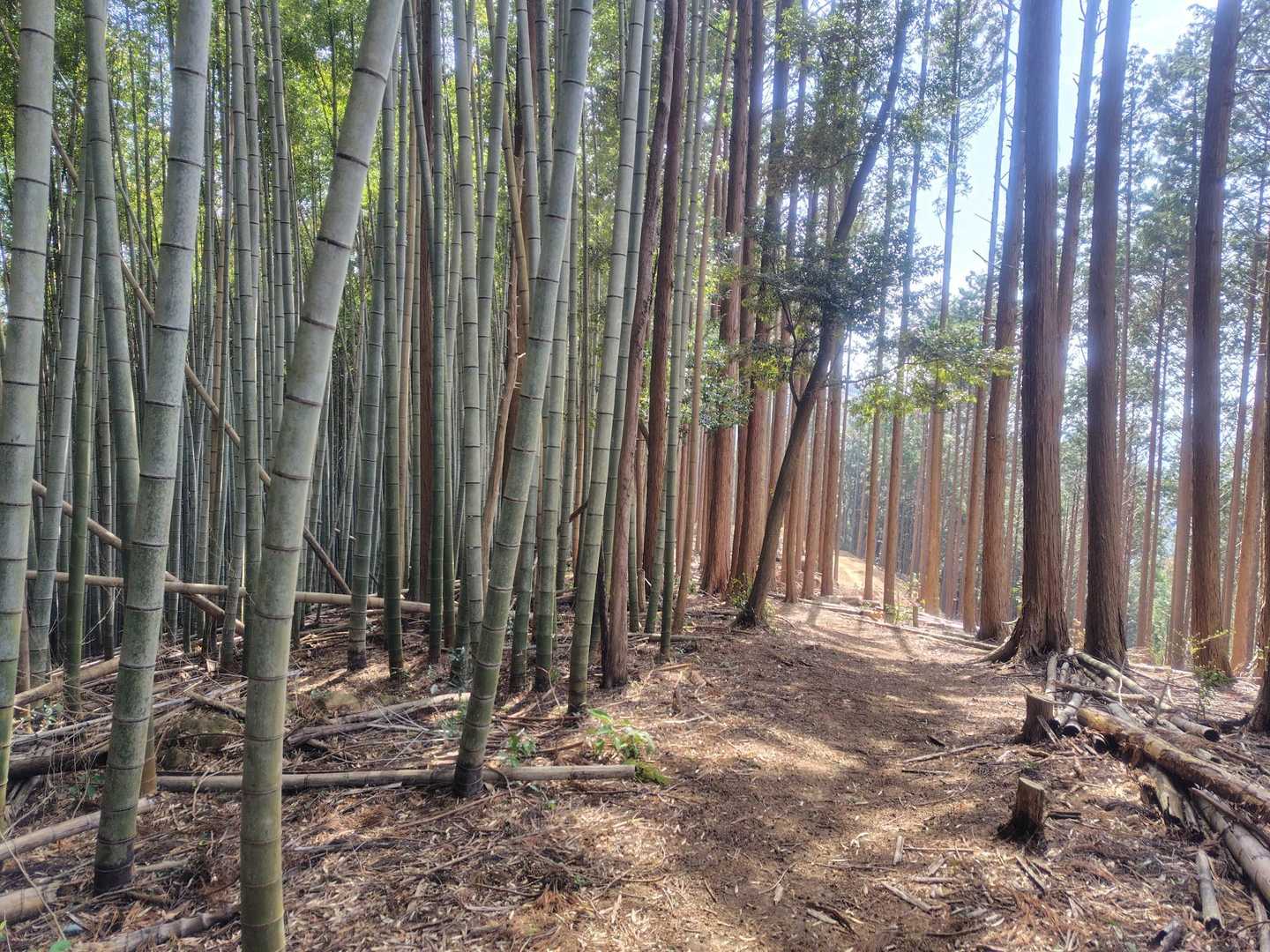あとはなだらかに登る。竹林が美しい