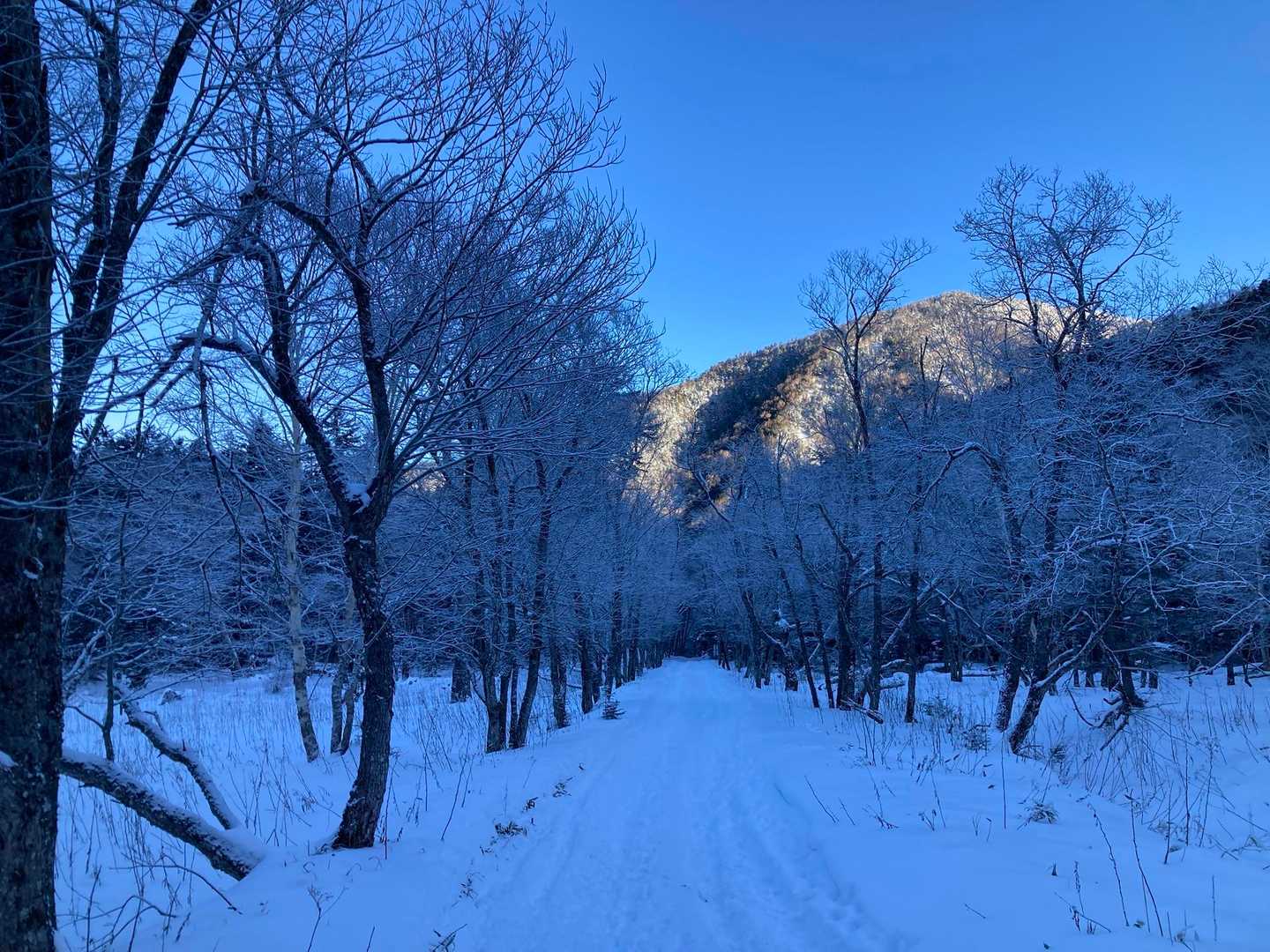 木々の樹氷が美しい