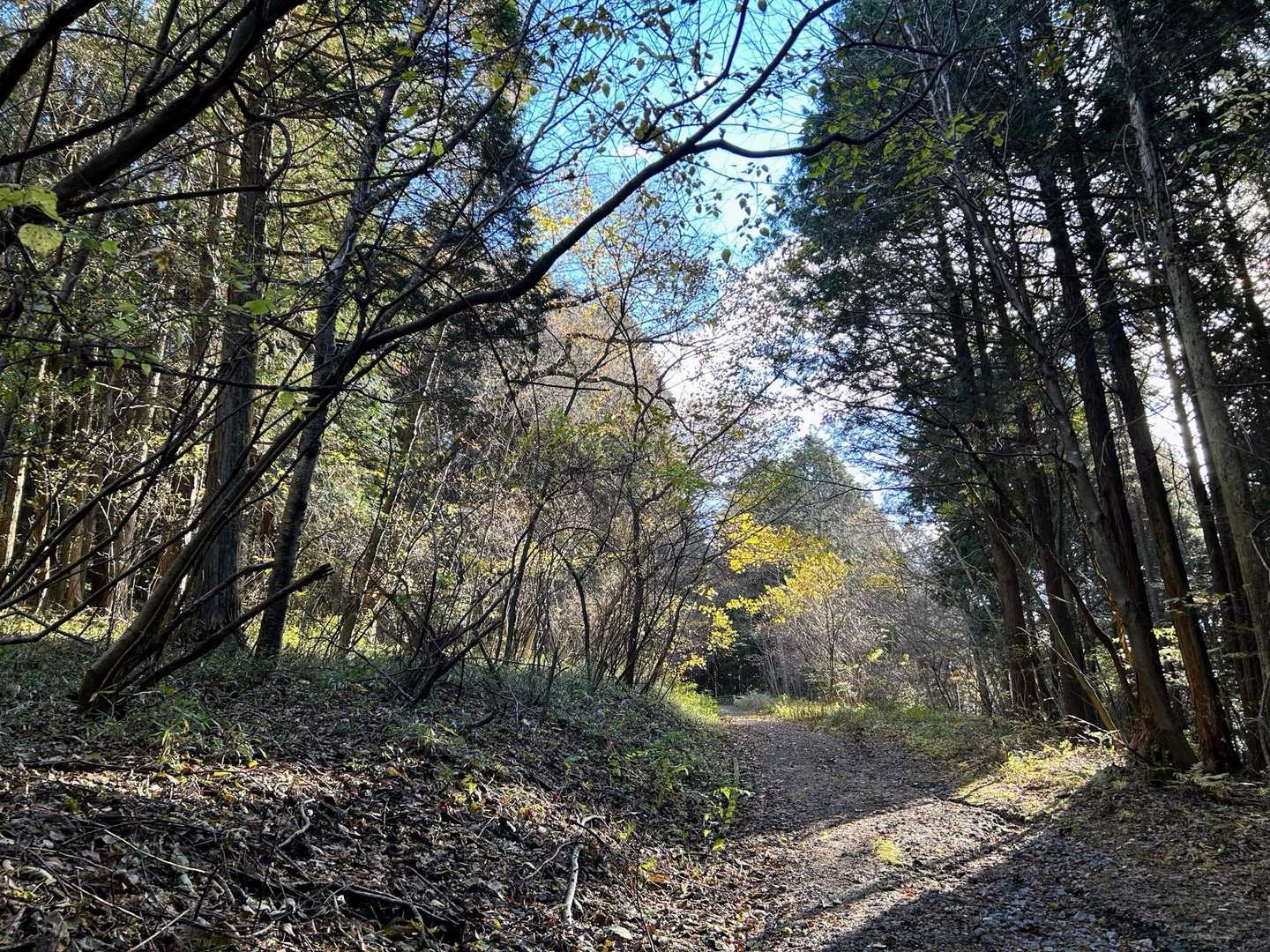 林道歩きの始まりで、

この時期はとても快適で
準備運動気分です