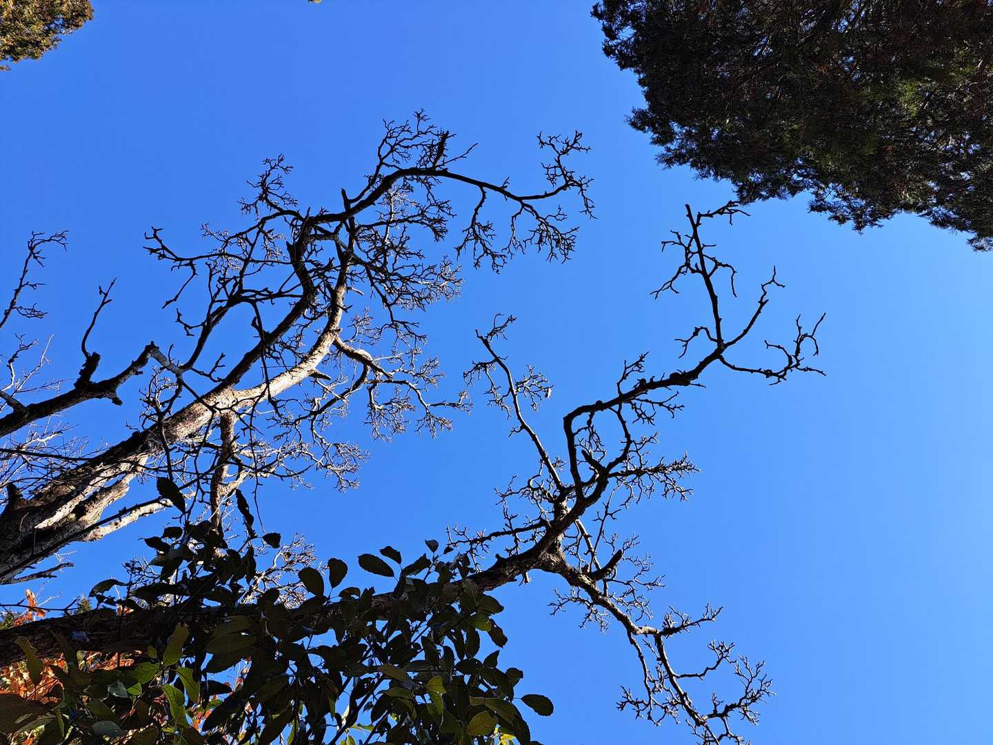 時折見上げながら