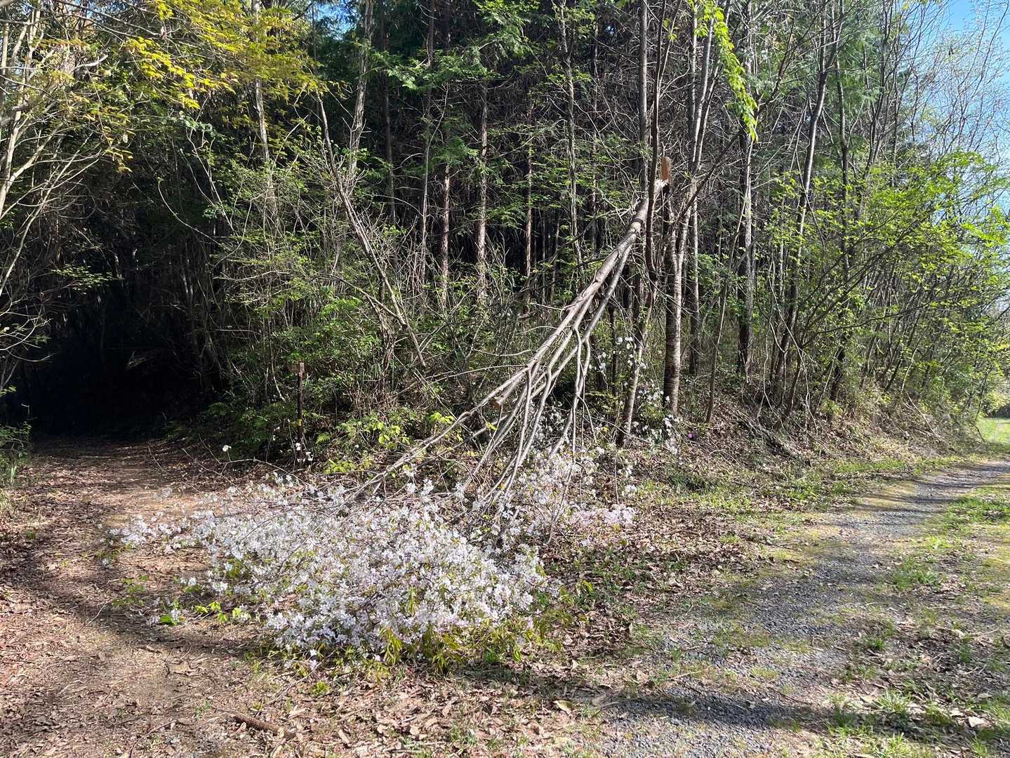 周回コースで下山してたら、折れた桜が満開でしたʚ🌸ɞ色が白っぽかった🌸