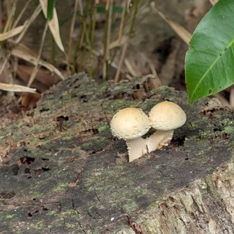ウスキモリノカサ🍄
ちなみに近くにマムシ🐍がいた〜😨