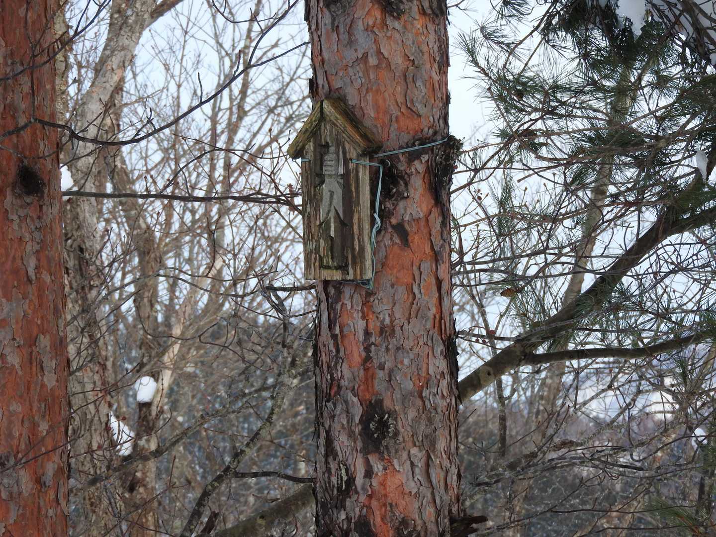 真人山 往復コースの写真