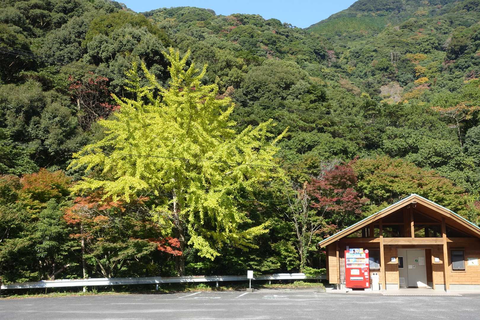 まだまだだけど、紅葉の気配は十分。