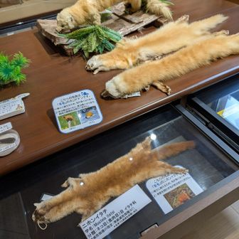 尾瀬沼ビジターセンター