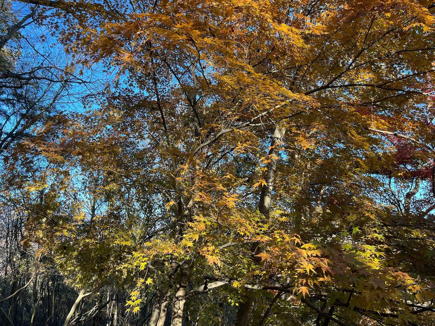 紅葉綺麗🍁