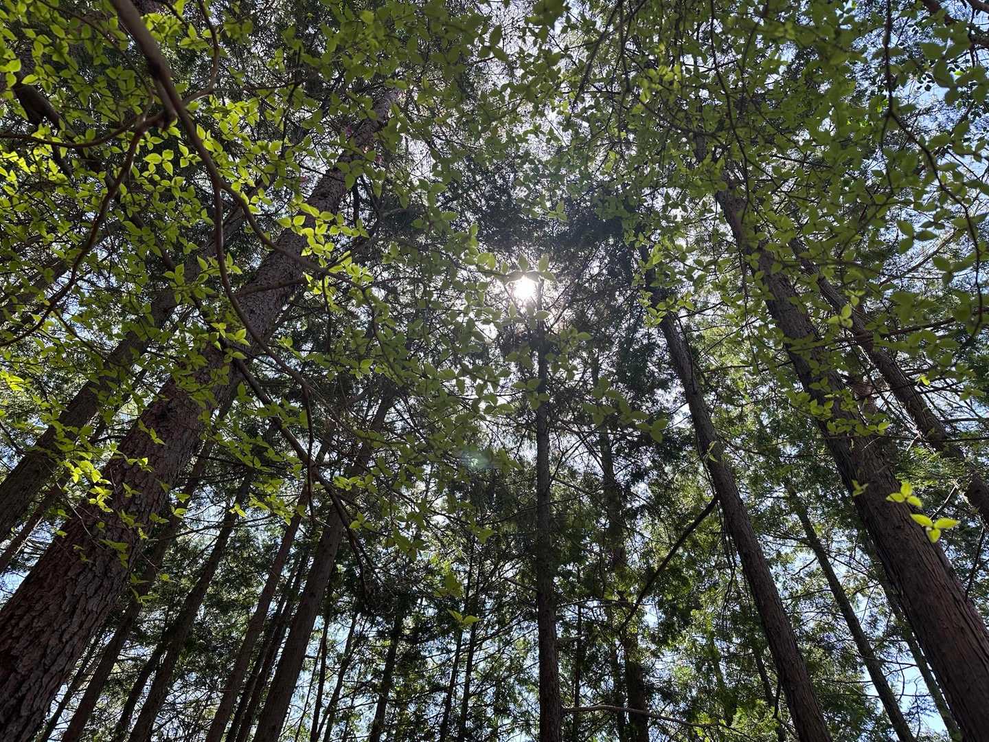 そして緑が綺麗