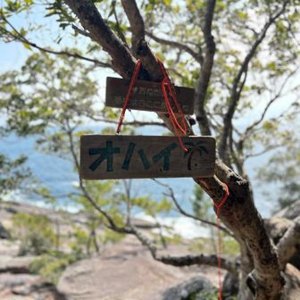 南国の雰囲気🏝️