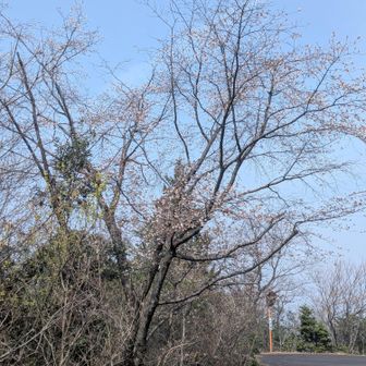 桜はボチボチかな？