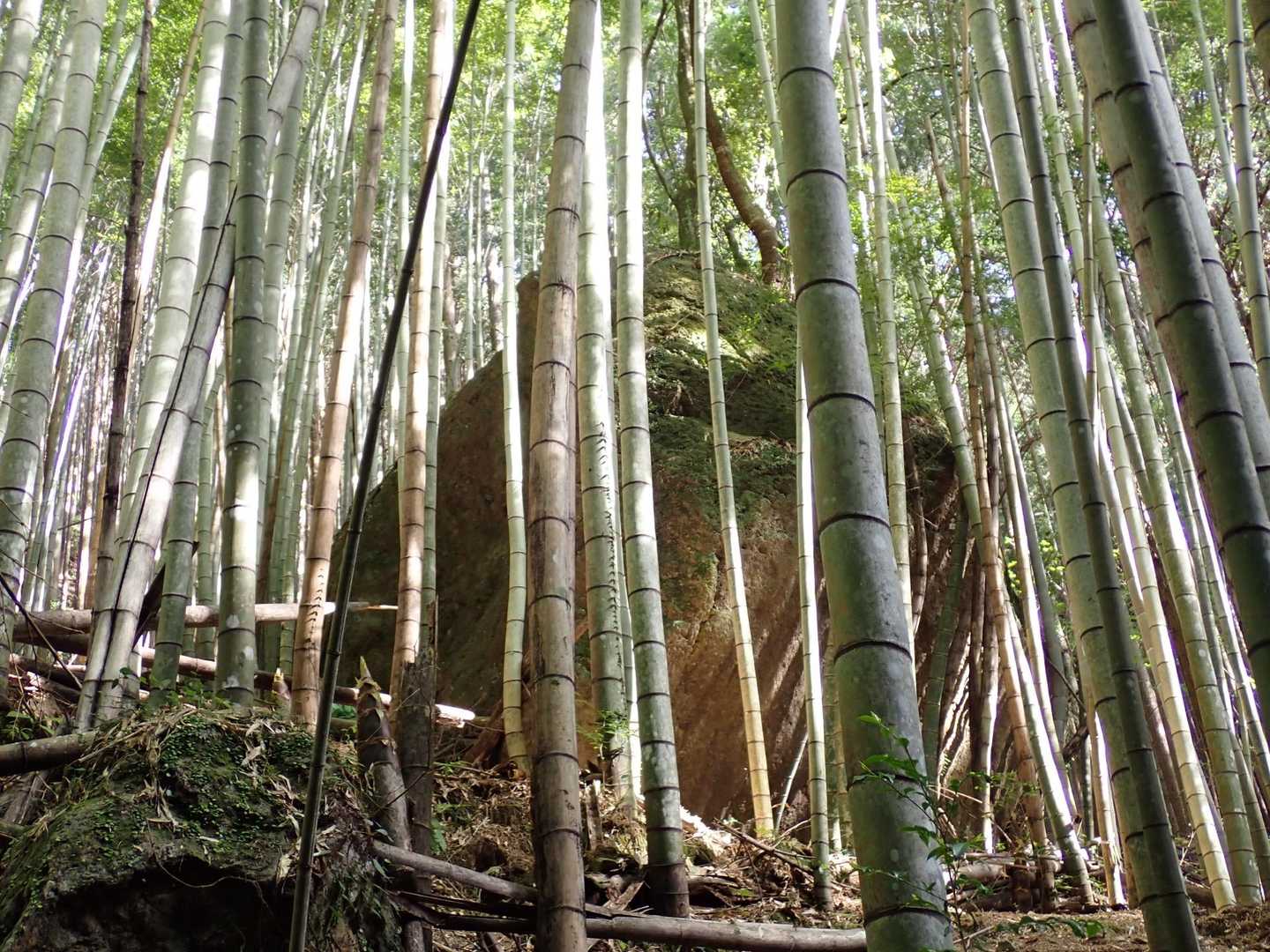 竹で止まっている💦大きな🪨