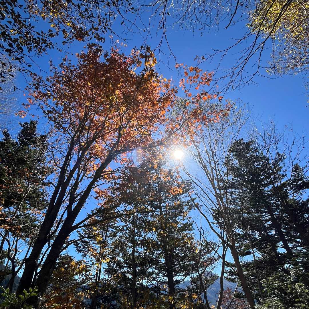 秋空に紅葉綺麗でした🍁