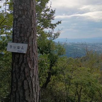 見晴らしはぼちぼちにゃ。