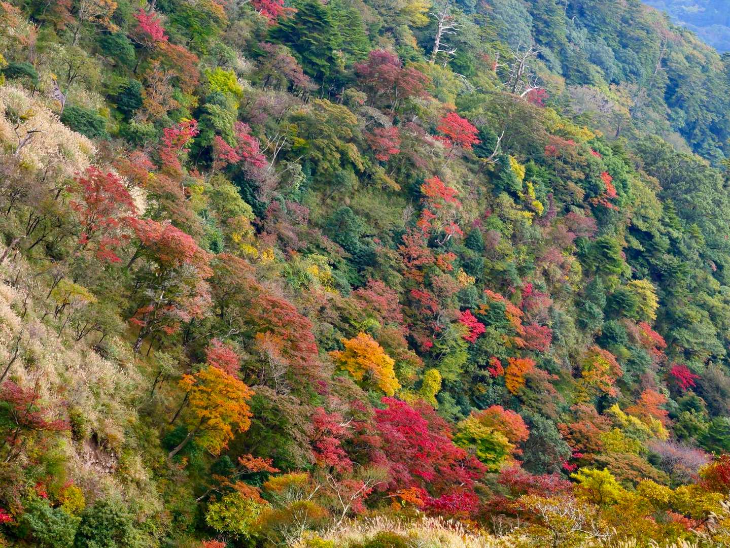 夢ヶ丘登山口-高千穂峰（霧島山） 往復コースの写真