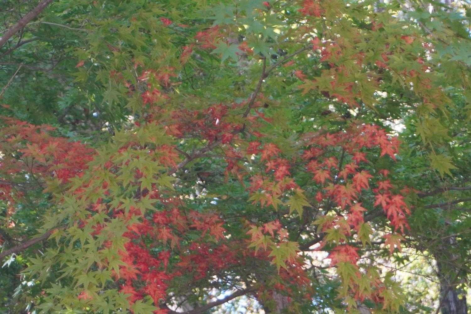もみじのまだら紅葉？