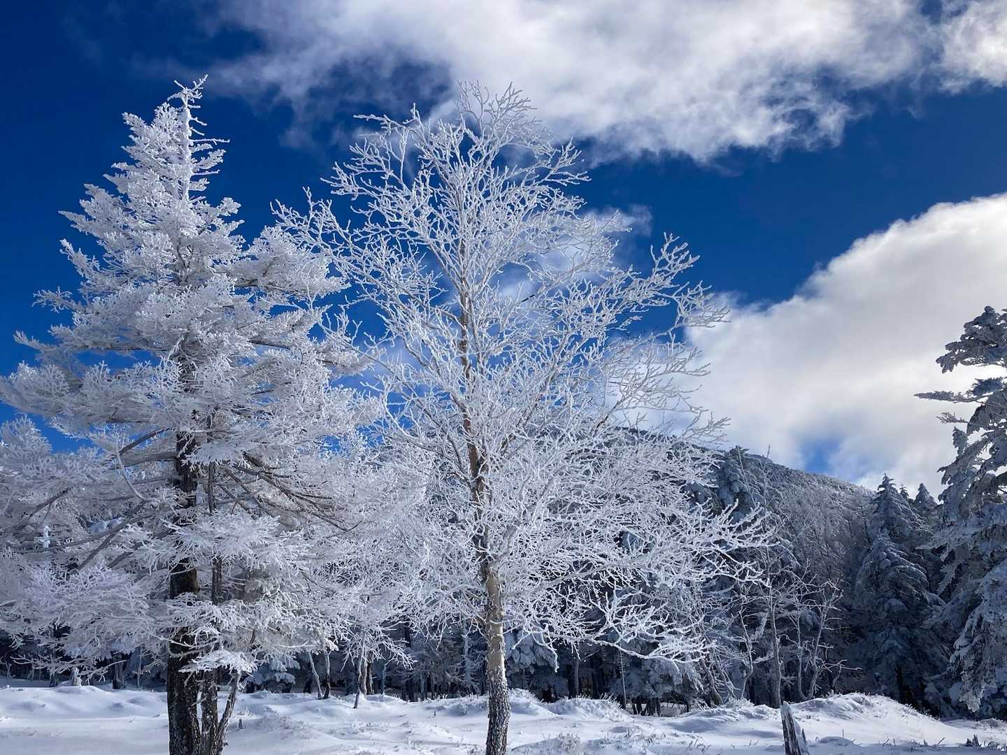 霧氷がきれいで写真撮ってばかり…なかなか進めません😅