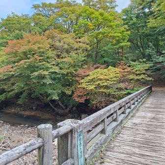 なるこ橋を渡って大船林道を歩きます。