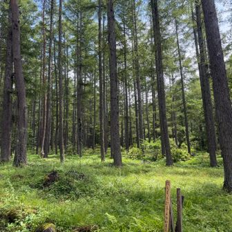 樹林帯も八ヶ岳はいい雰囲気