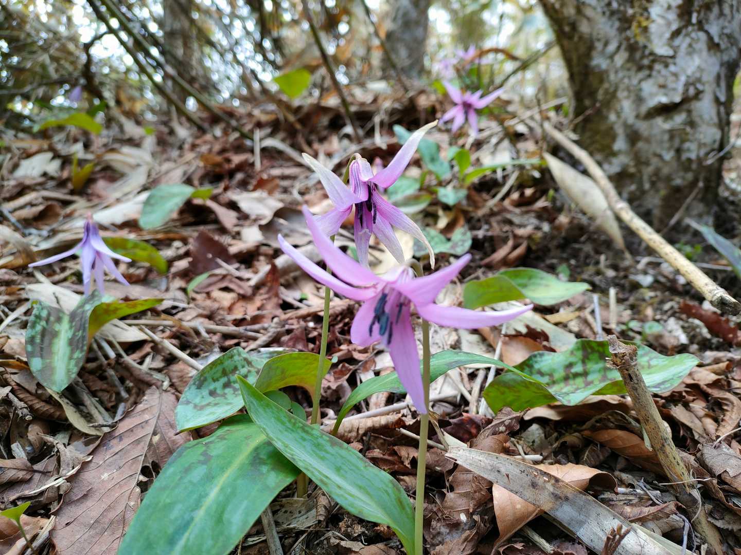 やったね!下山時には開花しました😆
雨巻山や筑波山のカタクリより小粒な感じはするが、それはそれで可愛いじゃない😃