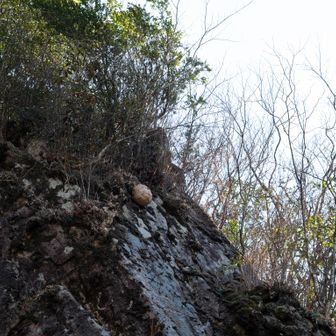 上を見上げると大つららならぬ、大きなスズメバチの巣がぶら下がっておりました