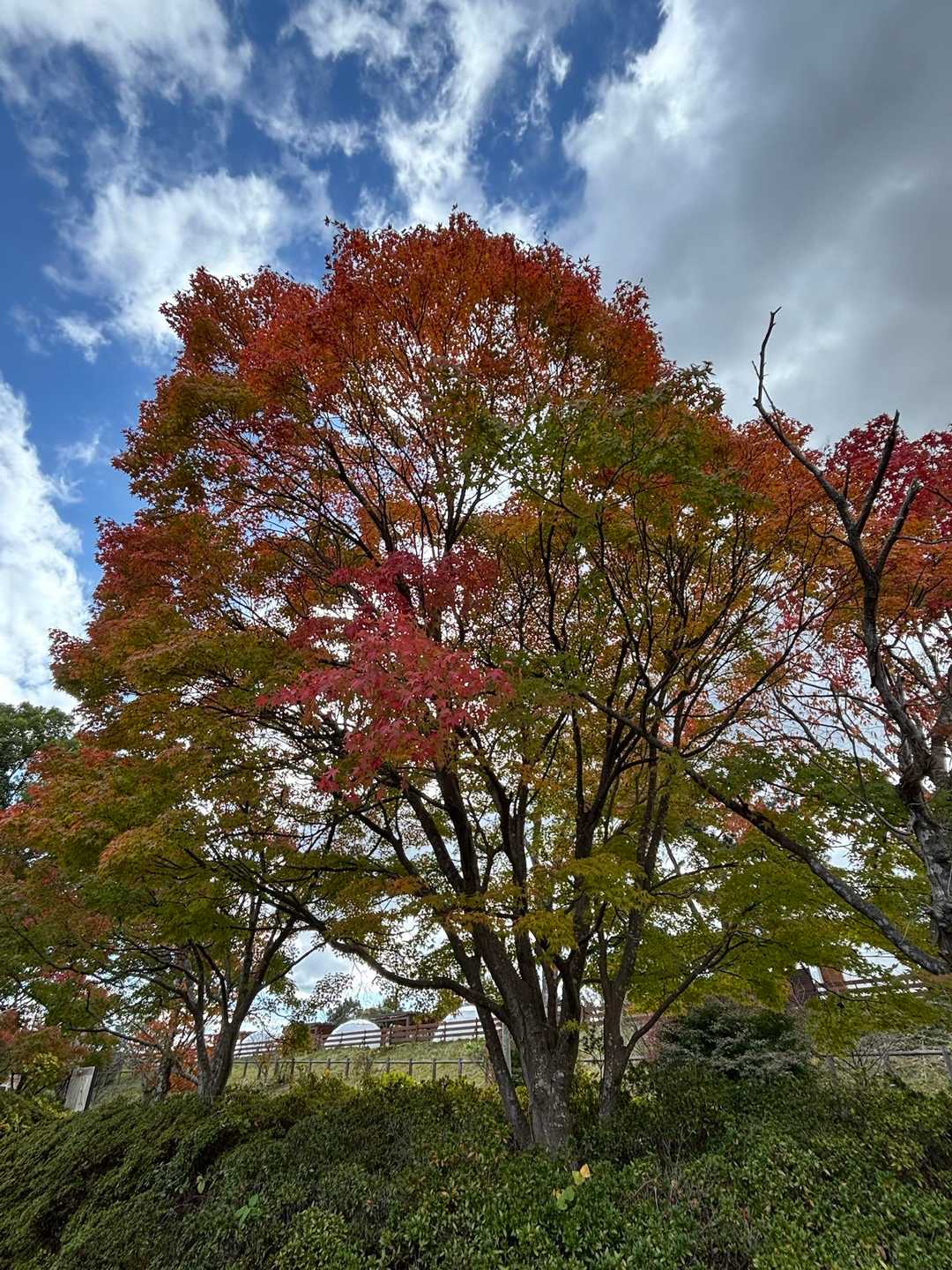 サントピアの🅿️まで帰ってきました
ここの🍁まだ途中の紅葉🍁も綺麗✨✨
