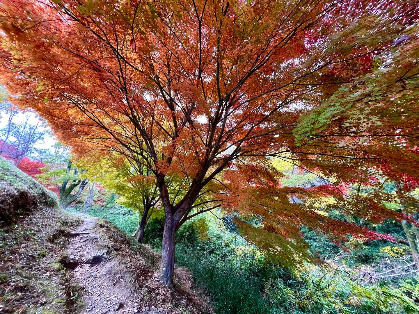 紅葉🍁トンネルのような山道