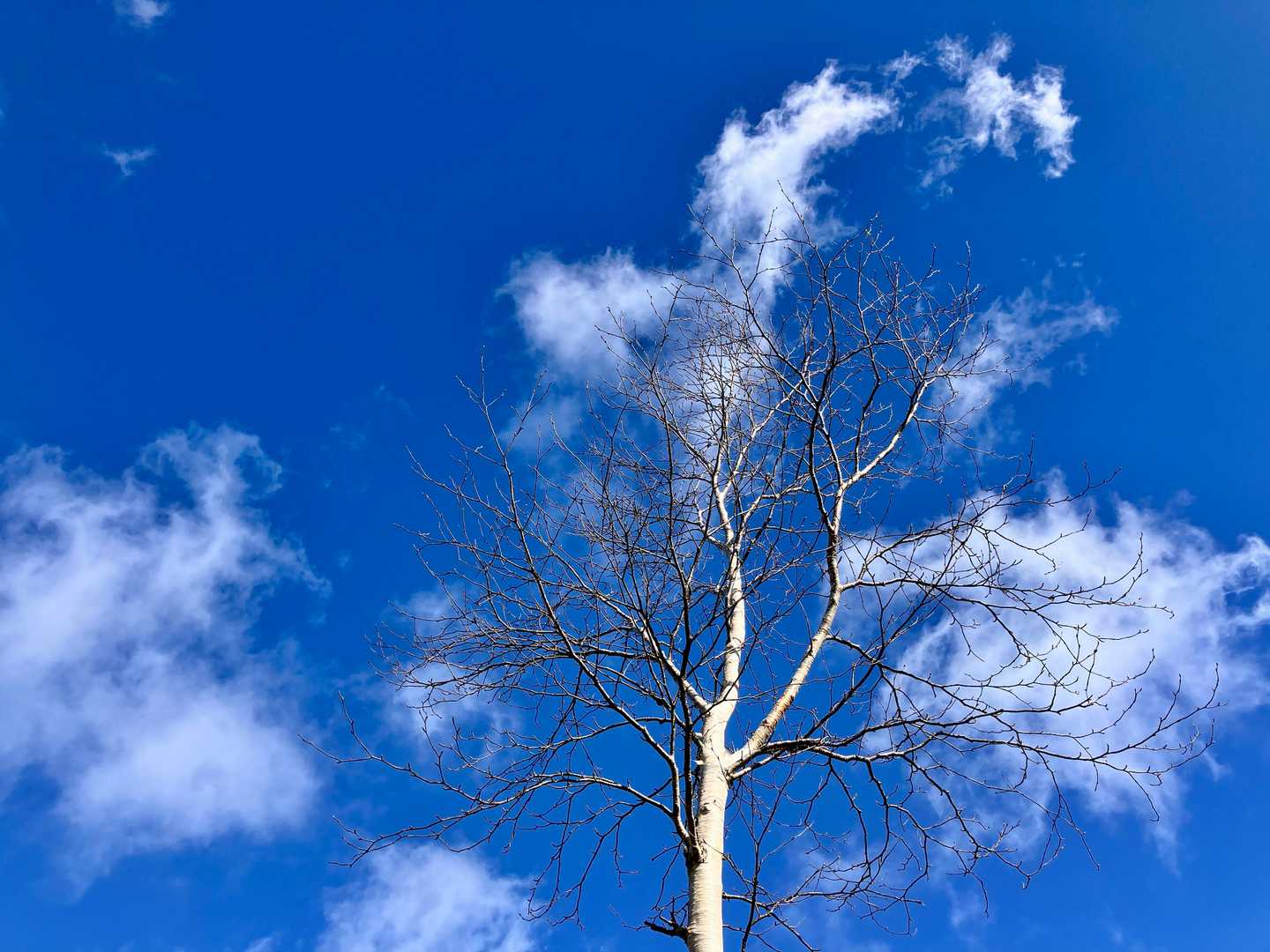 葉を落としたシラカバと秋の空。