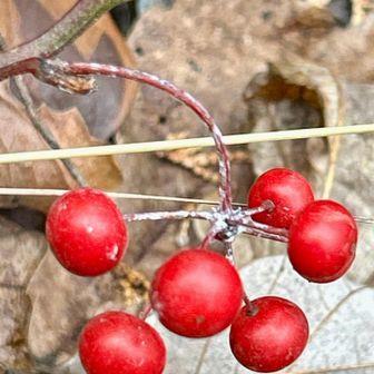 サルトリイバラ（猿捕茨)
         サルトリイバラ科シオデ属