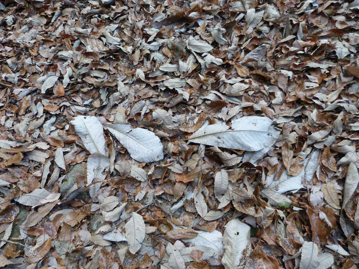 ホウノキの落ち葉が目立ちます。
