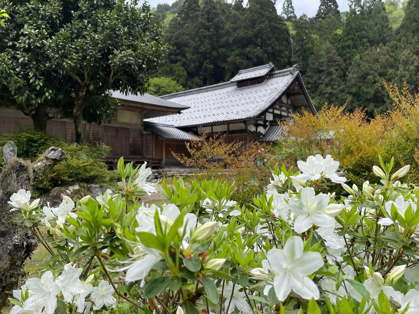 新緑のなかに佇む寺社😊