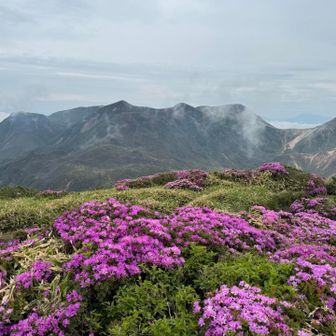 中岳や久住山もここから見るとまだ山肌のミヤマキリシマが鮮やか