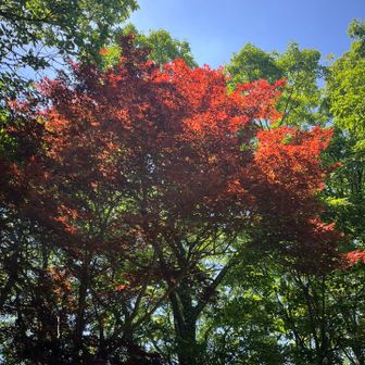 五井山・宮路山・御堂山 この木だけ真っ赤🍁