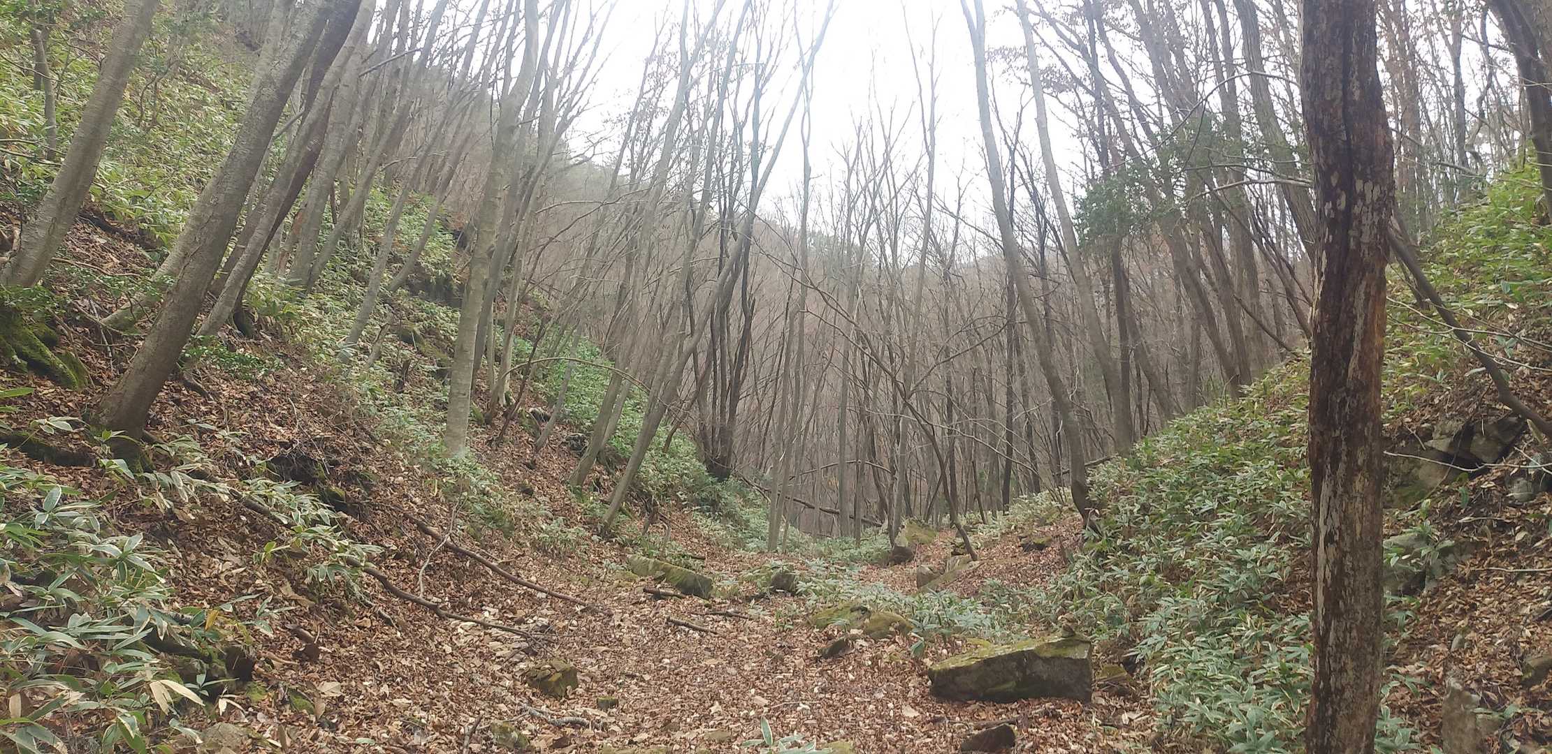 葦嶽山 往復コースの写真