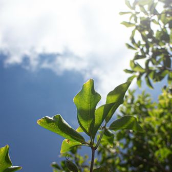 岡内俊輔