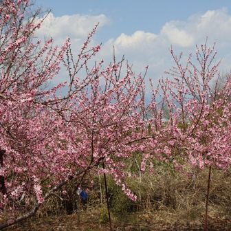 春が来たなー🌸摘花をしてる農家さんもチラホラと傘をひっくり返し枝にぶる下げて美味しい🍑作るために花を摘む作業根気がいるが、山梨の美味しい桃が育つ訳だね