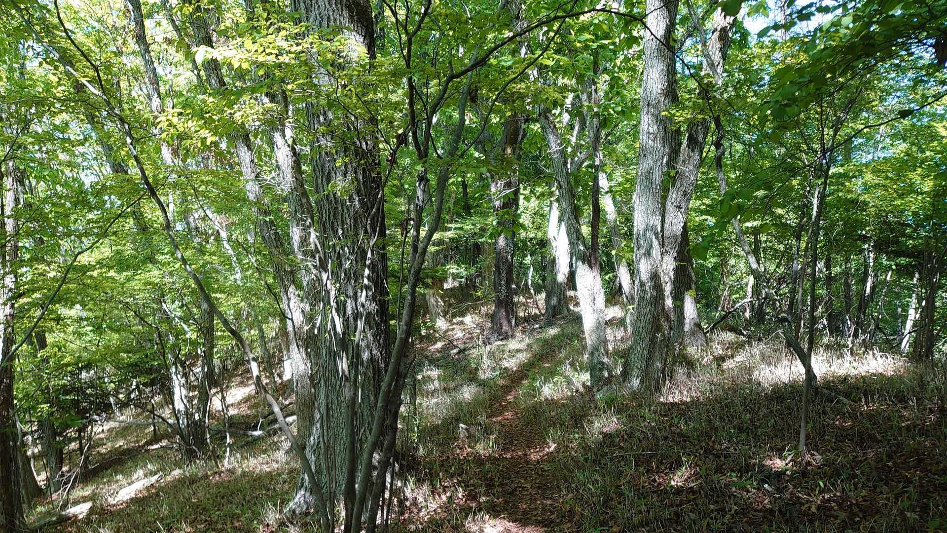 登山道が良い感じになってきた