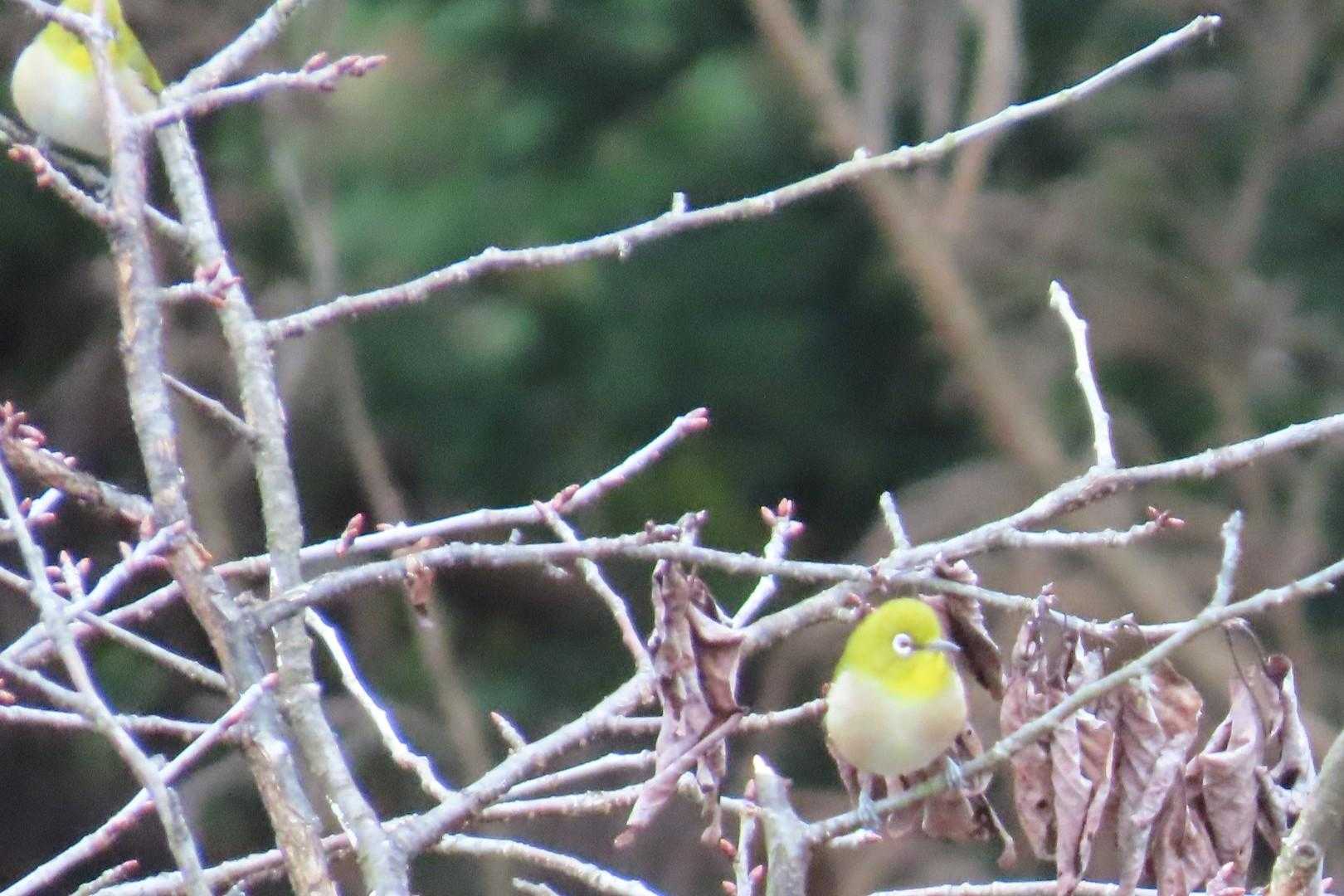 目、白　　メジロー