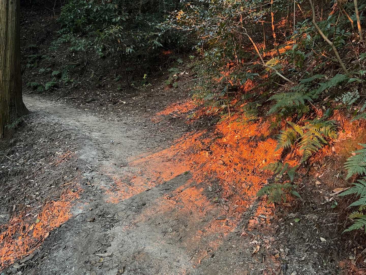 猿投山登り口-御門杉-東の宮-猿投山 往復コースの写真