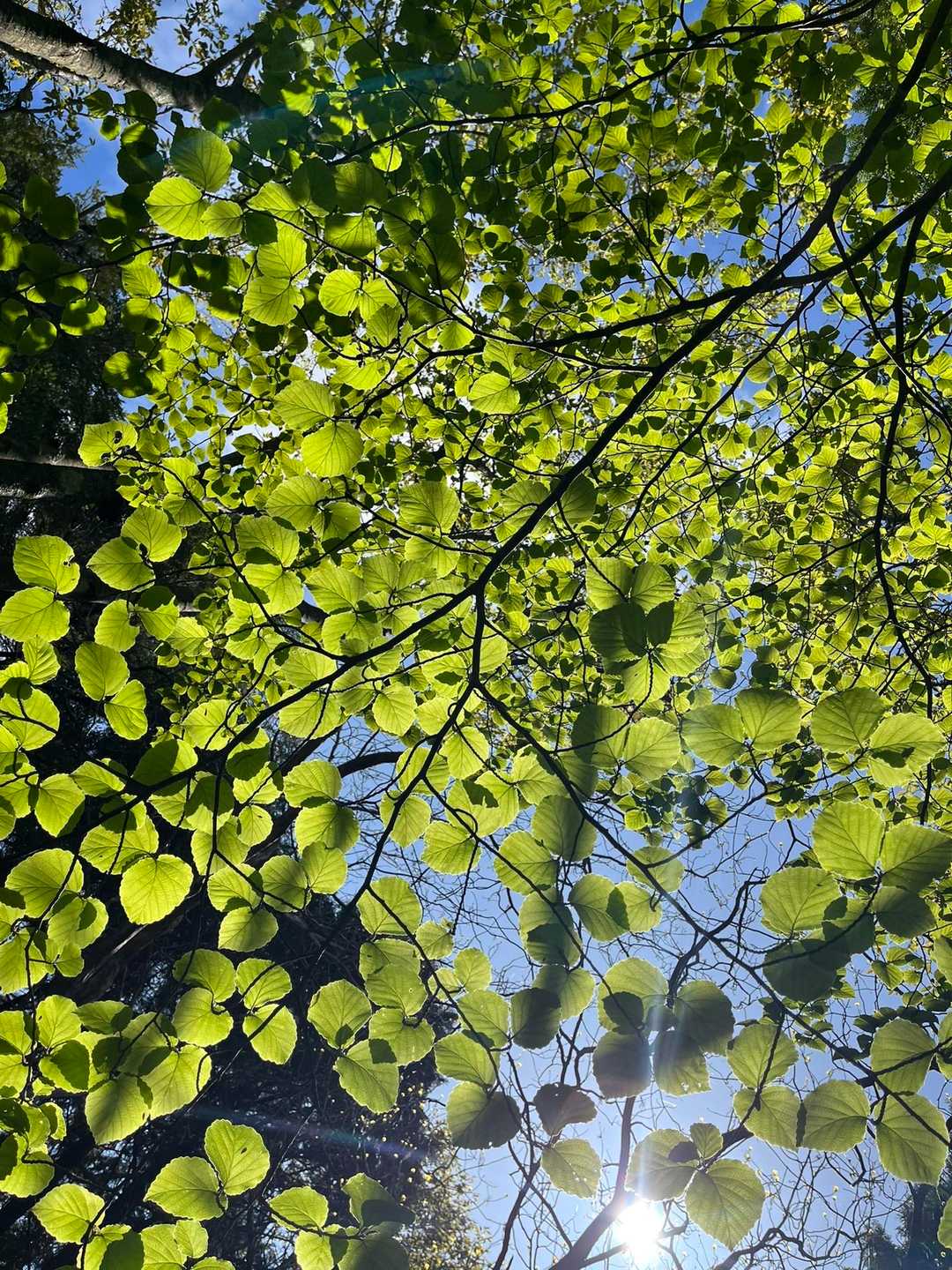 恐らくブナの葉かと！
青空に緑が映える🟢