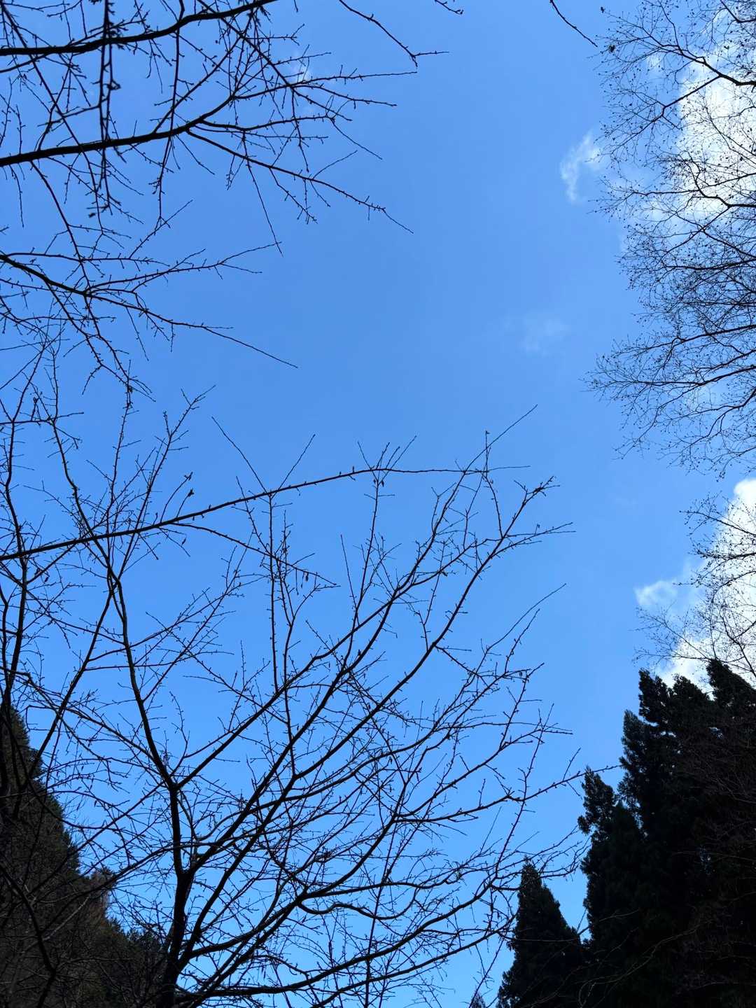 素敵青空✨

金剛ブルー🩵笑
