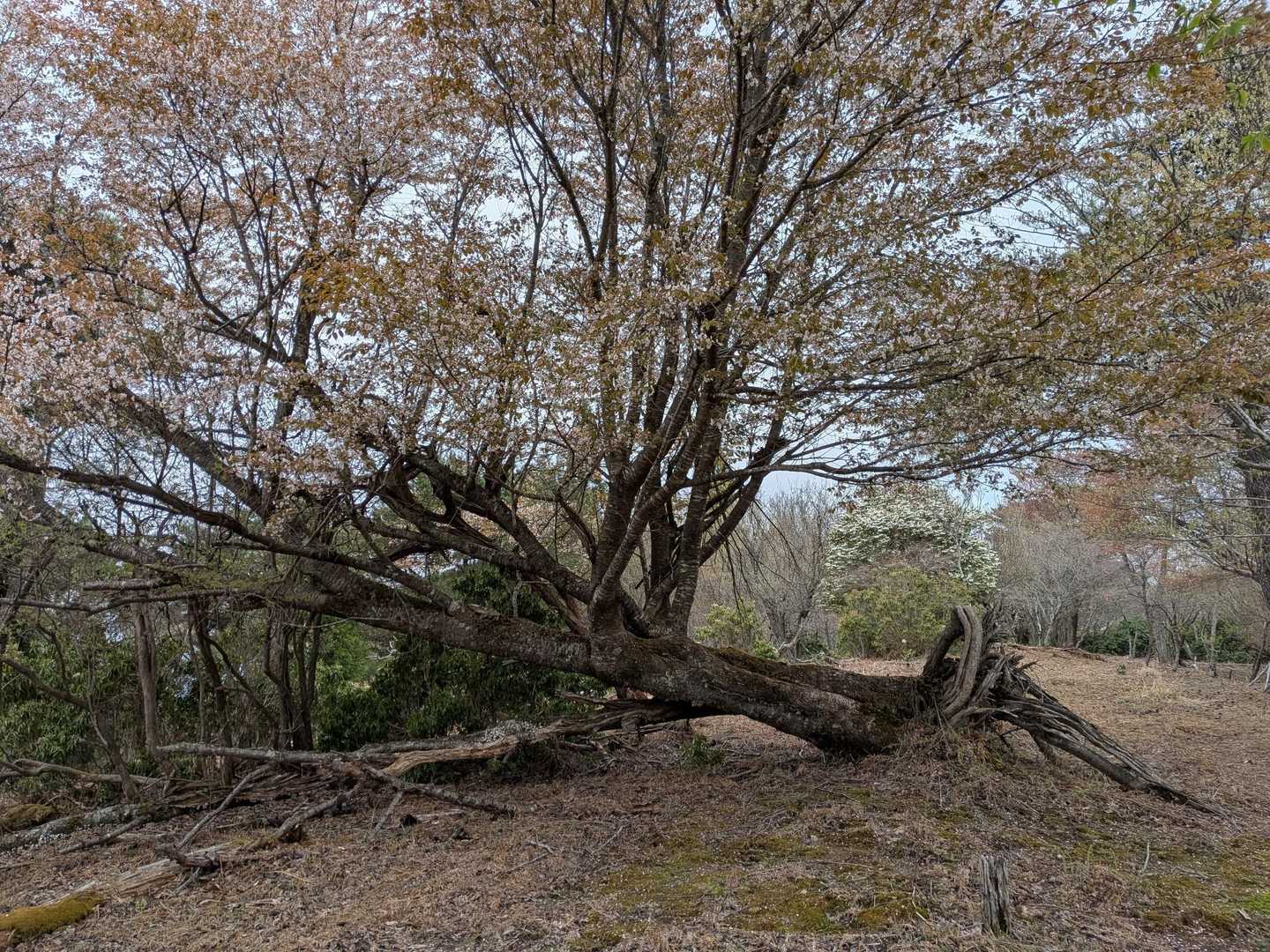上は桜が残っていました🌸
この木、倒木しているのにまた根を張っています😧
自然て凄いですね✨️