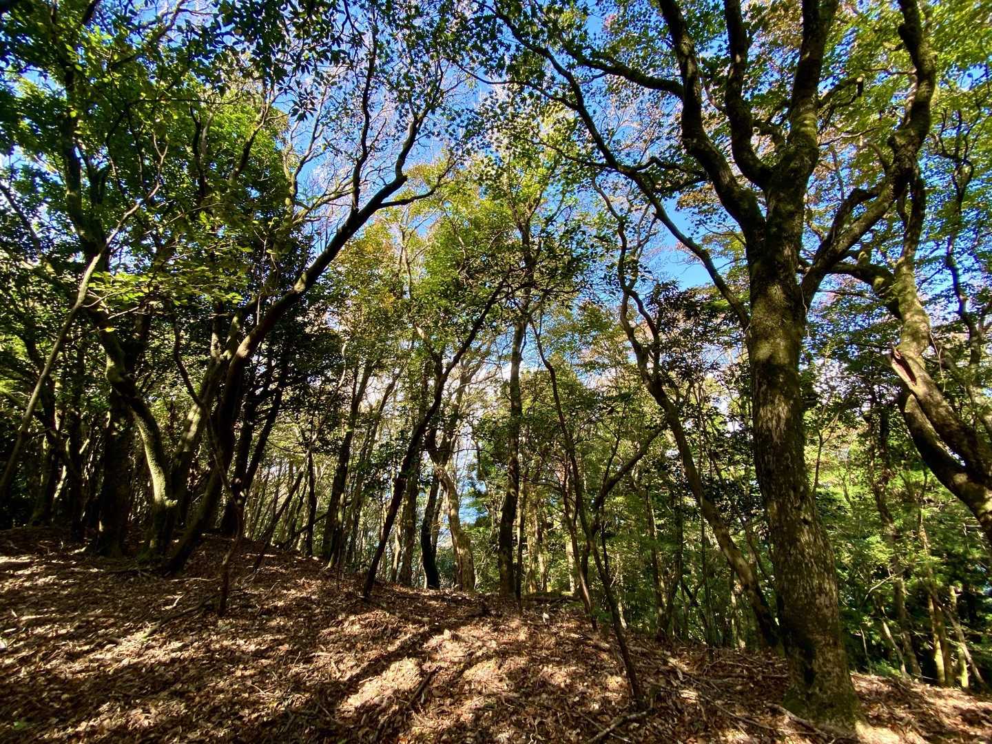 さぁ、次は古処山山頂に向かいます。楽しみです。