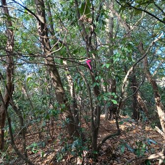 泰の山山頂。眺望なし。
ピンクテープはあるが、どういうルートで歩けば良いのか分からない斜面を登る。
これはこれで楽しかった。