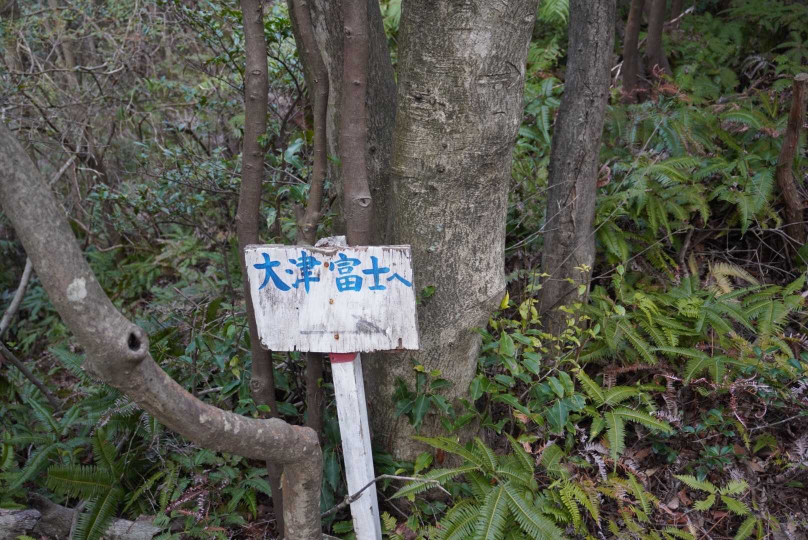 大津富士って呼ばれてるの？
別のお山？