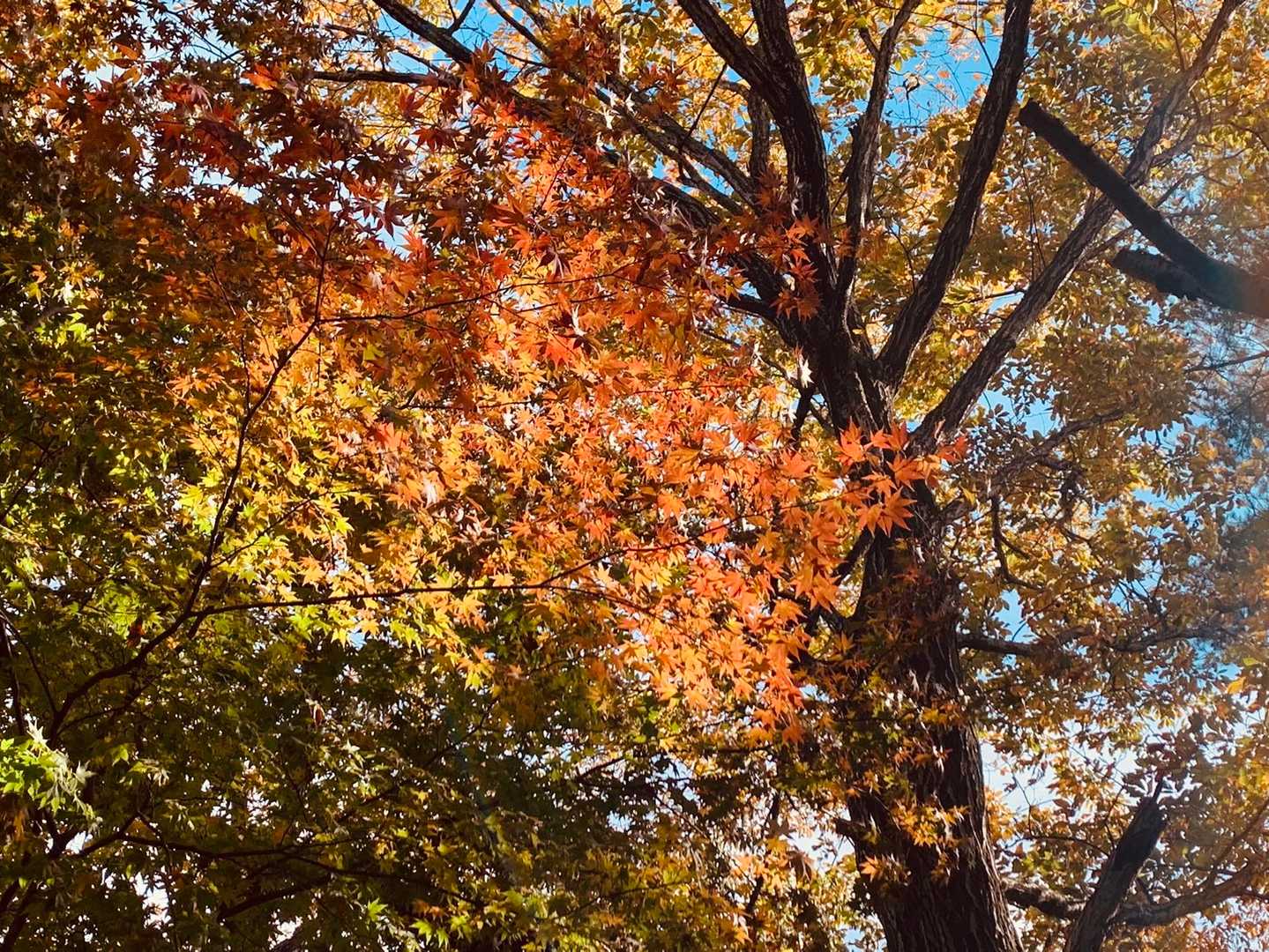 紅葉がいい感じー